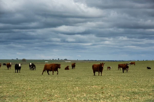 Viehzucht Der Argentinischen Landschaft Provinz Pampa Arg — Stockfoto