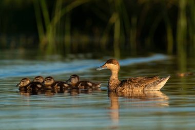 Gümüş rengi, Spatula versicolor, hatunlarla, La Pampa Eyaleti