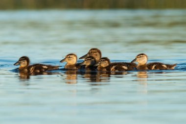 Gümüş rengi deniz mavisi, hatunlu, La Pampa Eyaleti, Patagonya, Argenti