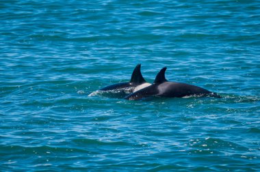Yüzeyde yüzen Orkalar, Yarımada Valdes, Patagonya Argen