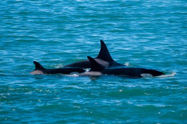 Yüzeyde yüzen Orkalar, Yarımada Valdes, Patagonya Argen
