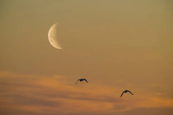 Lune Dans Ciel Clair Avant Tombée Nuit — Photo