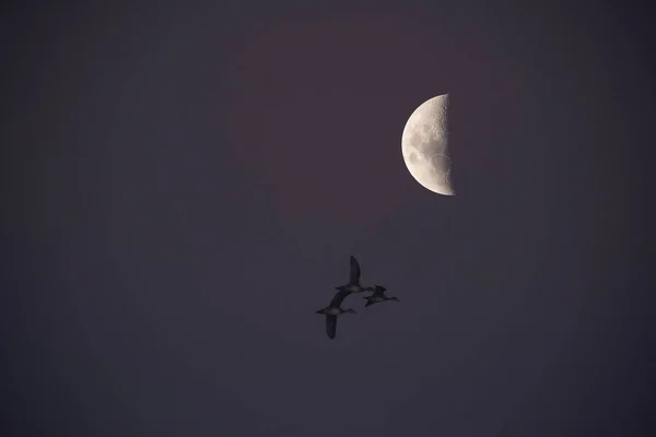 Hava Kararmadan Önce Açık Bir Gökyüzünde — Stok fotoğraf