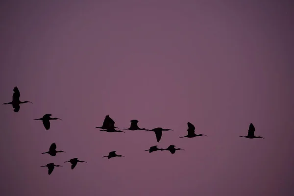 Hejno Ptáků Létajících Úsvitu Provincie Pampa Patagonie — Stock fotografie