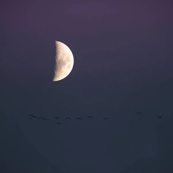 flock of birds flying with the moon in the background, La Pampa