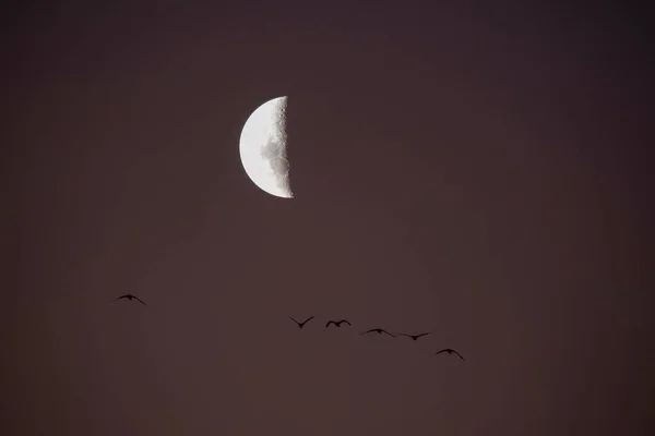 Zwerm Vogels Met Maan Achtergrond Pampa — Stockfoto