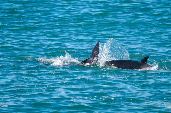 Orcas Swimming Surface Peninsula Valdes Patagonia Argen — Stock Photo, Image