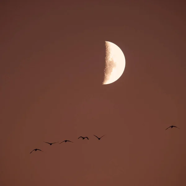 Moon Clear Sky Dark — Stock Photo, Image