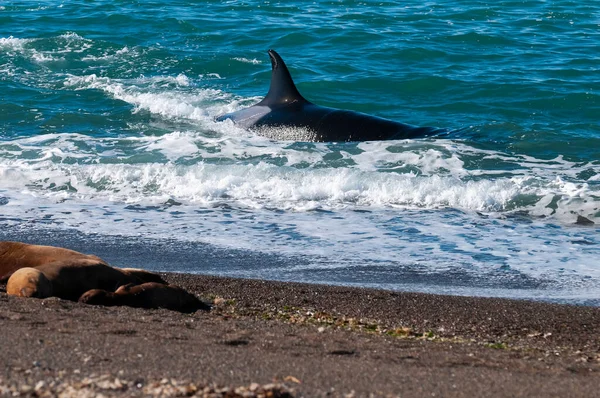 Полювання Морських Левів Природний Заповідник Пунта Норте Півострів — стокове фото