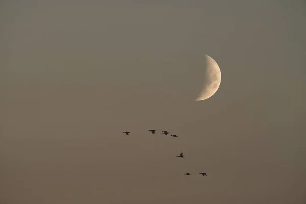 Bulan Langit Yang Cerah Sebelum Gelap — Stok Foto