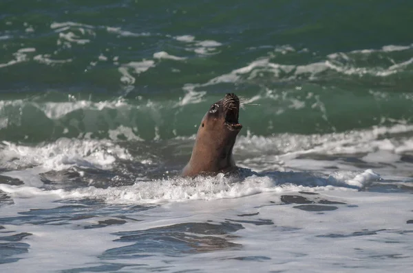 León Marino Patagonia Argentina — Foto de Stock