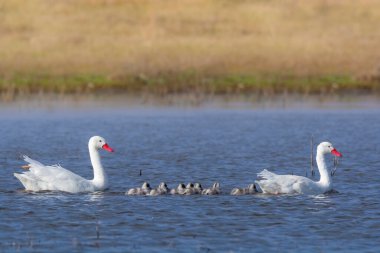 Kızlarla Coscoroba kuğuları, La Pampa Eyaleti, Patagonya, Argen