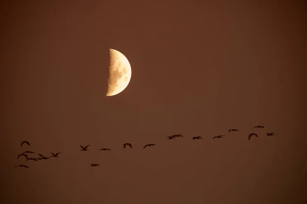 Lune Dans Ciel Clair Avant Tombée Nuit — Photo