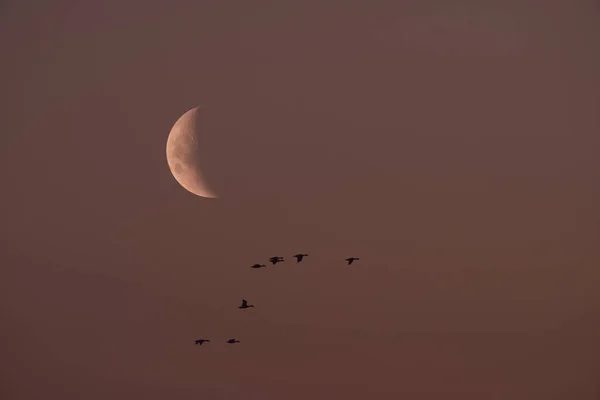 Lune Dans Ciel Clair Avant Tombée Nuit — Photo