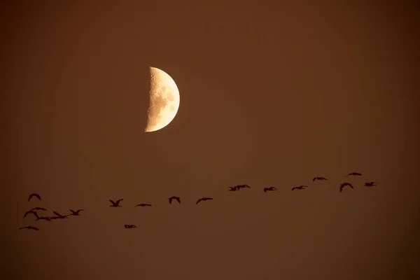 Lune Dans Ciel Clair Avant Tombée Nuit — Photo