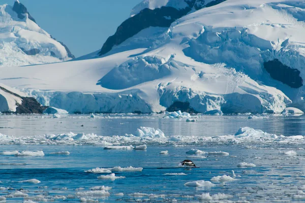 Adelie Pingüino Marsopas Bahía Del Paraíso Península Antártica —  Fotos de Stock