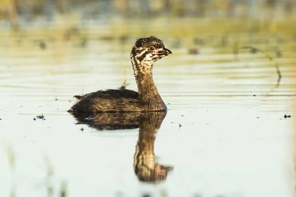 Pied Billed Grebe Plavání Laguně Pampa Provincie Arge — Stock fotografie