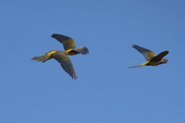 Kazıcı Papağan uçuyor, La Pampa Eyaleti, Patagonya, Arjantin