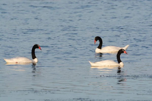 Cygne Cou Noir Nageant Dans Lagon Province Pampa Patag — Photo