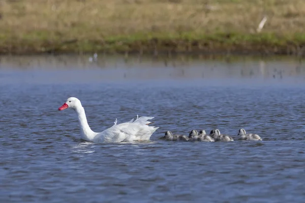 Kızlarla Coscoroba Kuğuları Pampa Eyaleti Patagonya Argen — Stok fotoğraf