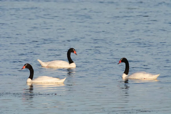 Cygne Cou Noir Nageant Dans Lagon Province Pampa Patag — Photo