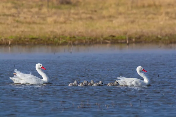 Kızlarla Coscoroba Kuğuları Pampa Eyaleti Patagonya Argen — Stok fotoğraf