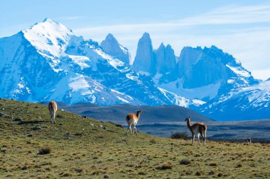 Guanacos otlatma, Torres del Paine Ulusal Parkı, Patagonya, Chil
