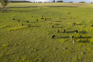 Pampas kırsalında sığır yetiştiriciliği, La Pampa, Arjantin.