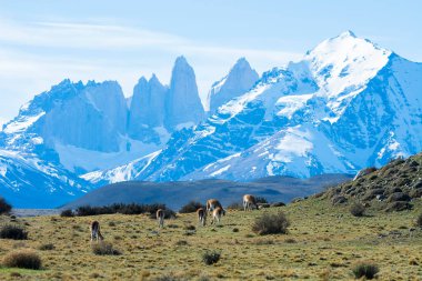 Guanacos otlatma, Torres del Paine Ulusal Parkı, Patagonya, Chil