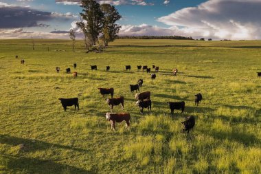 Cattle raising in pampas countryside, La Pampa province, Argentina. clipart