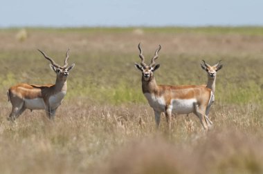Blackbuck Antilobu, Pampas sade ortamında, La Pampa Provinc
