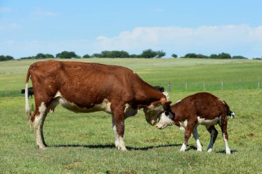 Sığır ve buzağı emiyor, Arjantin kırsal kesimi, La Pampa Provinc