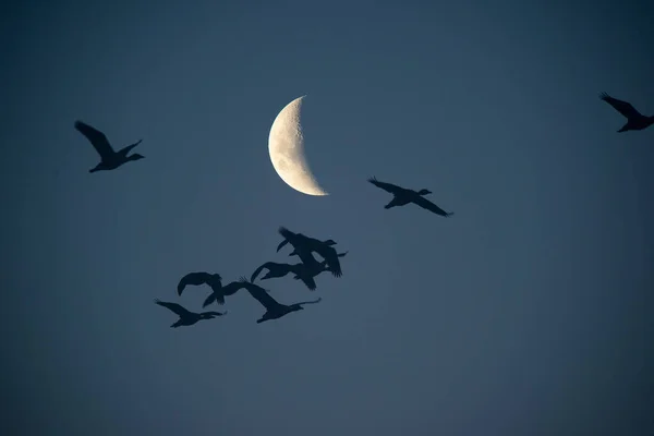 Luna Cielo Claro Antes Que Oscurezca —  Fotos de Stock