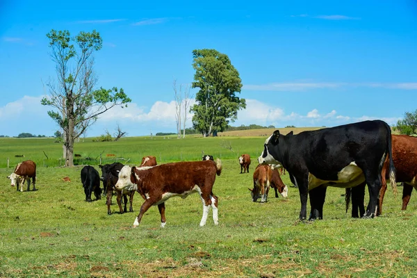 Rinder Und Kälbersaugen Argentinische Landschaft Provinz Pampa — Stockfoto