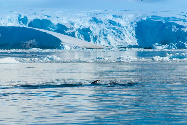Adelie Pingüino Marsopas Bahía Del Paraíso Península Antártica — Foto de Stock