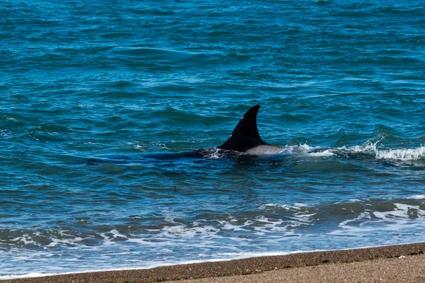 Orque Chasse Aux Otaries Réserve Naturelle Punta Norte Péninsule — Photo