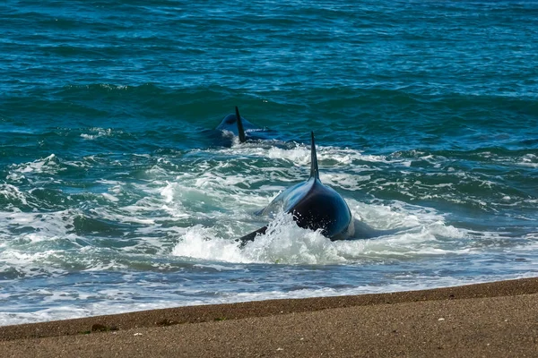 Orca Hunting Sea Lions Punta Norte Nature Reserve Peninsula — Stock Photo, Image
