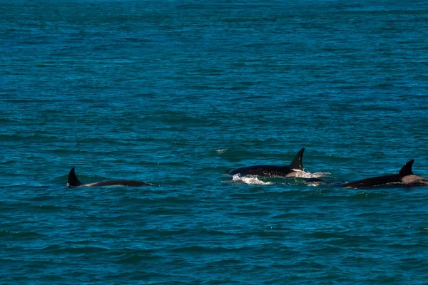 Orca Caça Leões Marinhos Reserva Natural Punta Norte Península — Fotografia de Stock