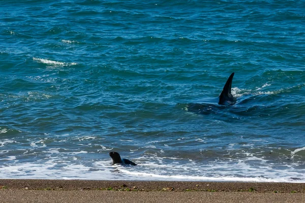 Orca Hunting Sons Punta Norte Nature Reserve Peninsula — 스톡 사진