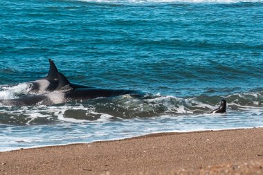 Orka avcı deniz aslanları, Punta Norte Doğa Koruma Alanı, Peninsula Va