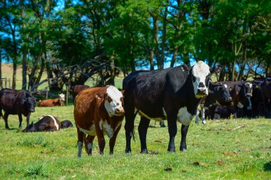 Kameraya bakan bir grup inek, Buenos Aires Eyaleti, Arge