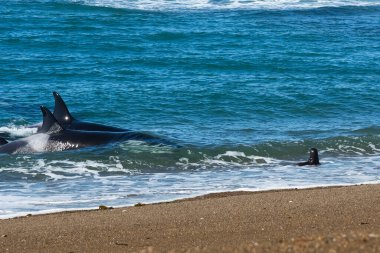 Orka avcı deniz aslanları, Punta Norte Doğa Koruma Alanı, Peninsula Va