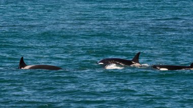 Orka avcı deniz aslanları, Punta Norte Doğa Koruma Alanı, Peninsula Va
