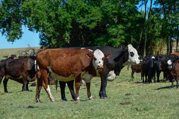 Grupo Vacas Mirando Cámara Provincia Buenos Aires Arge —  Fotos de Stock