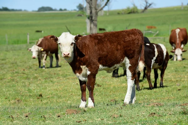 Grupo Vacas Mirando Cámara Provincia Buenos Aires Arge —  Fotos de Stock