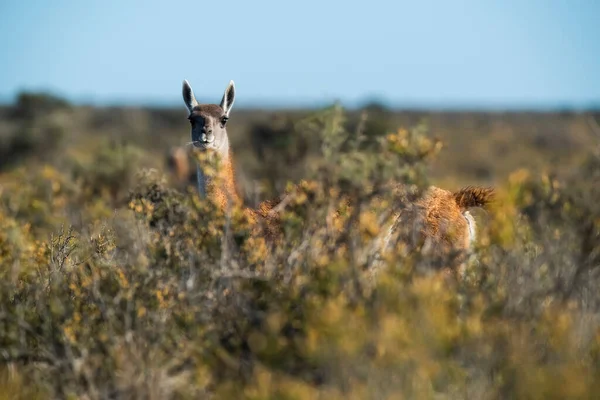 Madre Figlia Guanaco Penisola Valdes Patagonia Argentina — Foto Stock