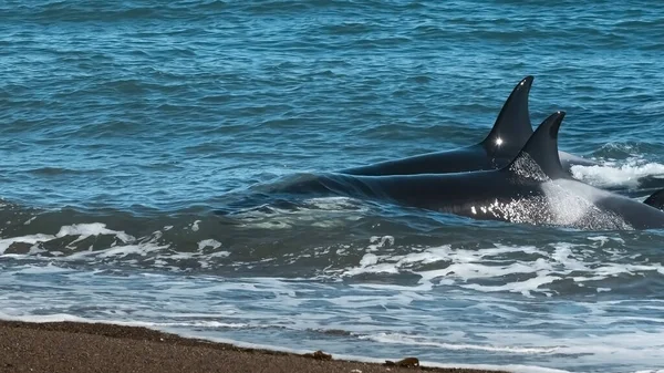 Orca Caza Lobos Marinos Reserva Natural Punta Norte Peninsula — Foto de Stock