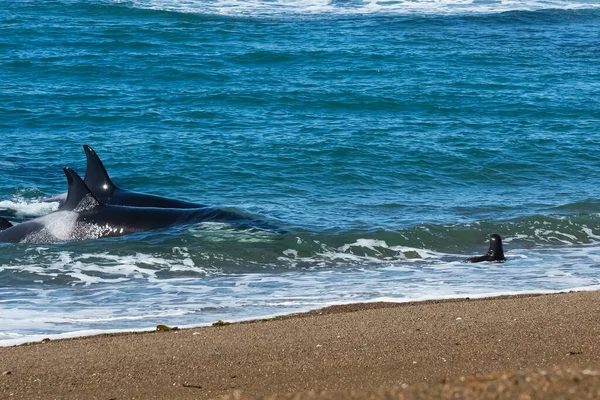 Orca Lov Lachtanů Punta Norte Přírodní Rezervace Poloostrov — Stock fotografie