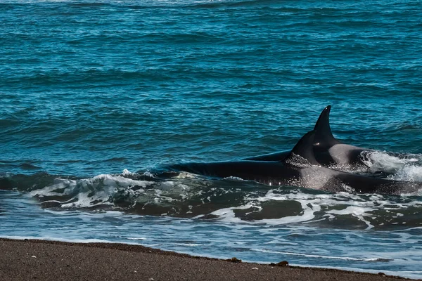 Späckhuggare Jakt Efter Sjölejon Punta Norte Naturreservat Halvön — Stockfoto