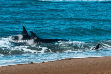 Orka avcı deniz aslanları, Punta Norte Doğa Koruma Alanı, Peninsula Va